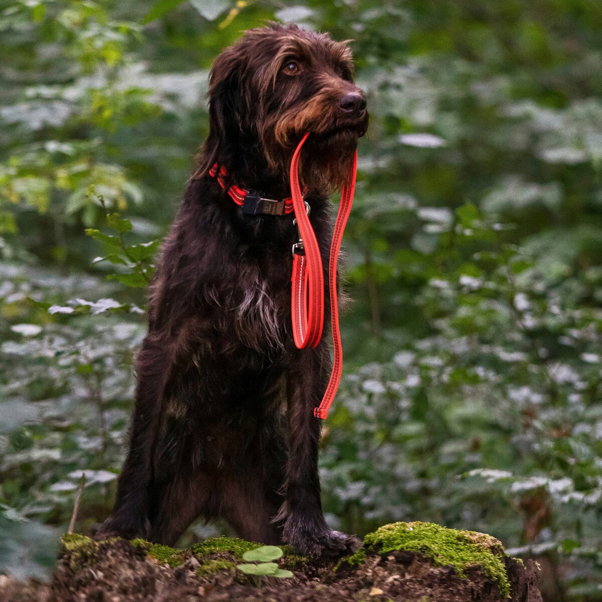 Sprenger Rubberized dog leash without hand strap (Signal orange – length 1 m)